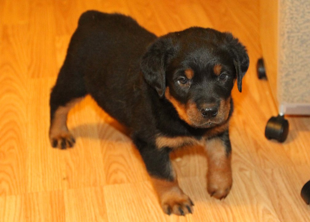 FD Farms Rottweiler Puppies for sale in Ohio