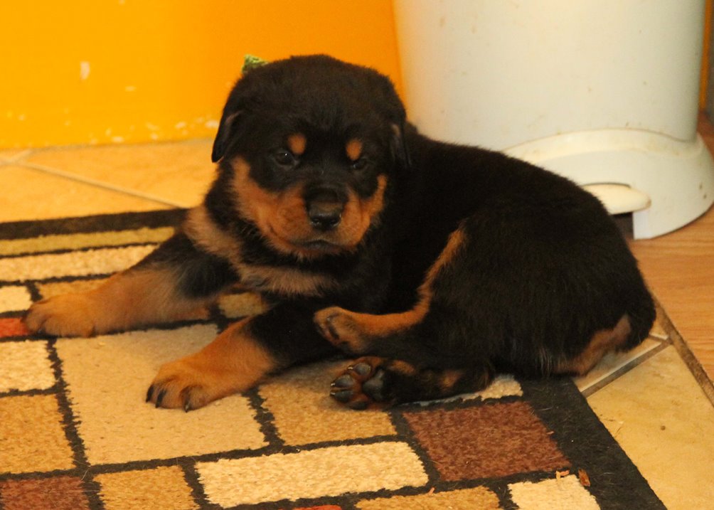 FD Farms Rottweiler Puppies for sale in Ohio