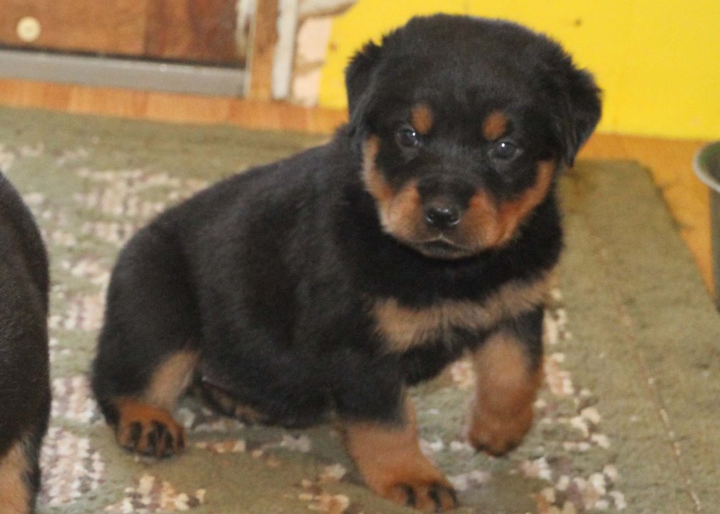 FD Farms Rottweiler Puppies for sale in Ohio
