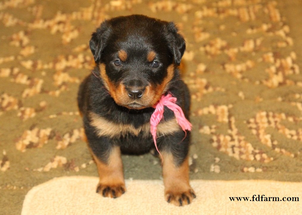 FD Farms Rottweiler Puppies for sale in Ohio