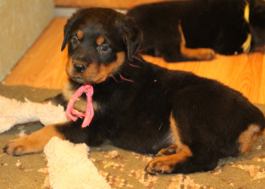 FD Farms Rottweiler Puppies for sale in Ohio